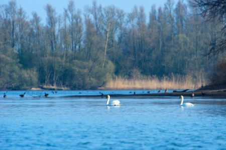 Dordrecht Biesbosch